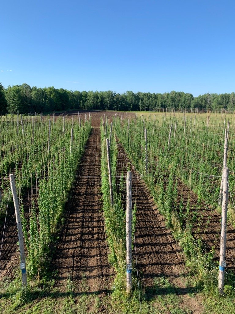 Hop bines climbing the trellis in early summer at Alexander Farms